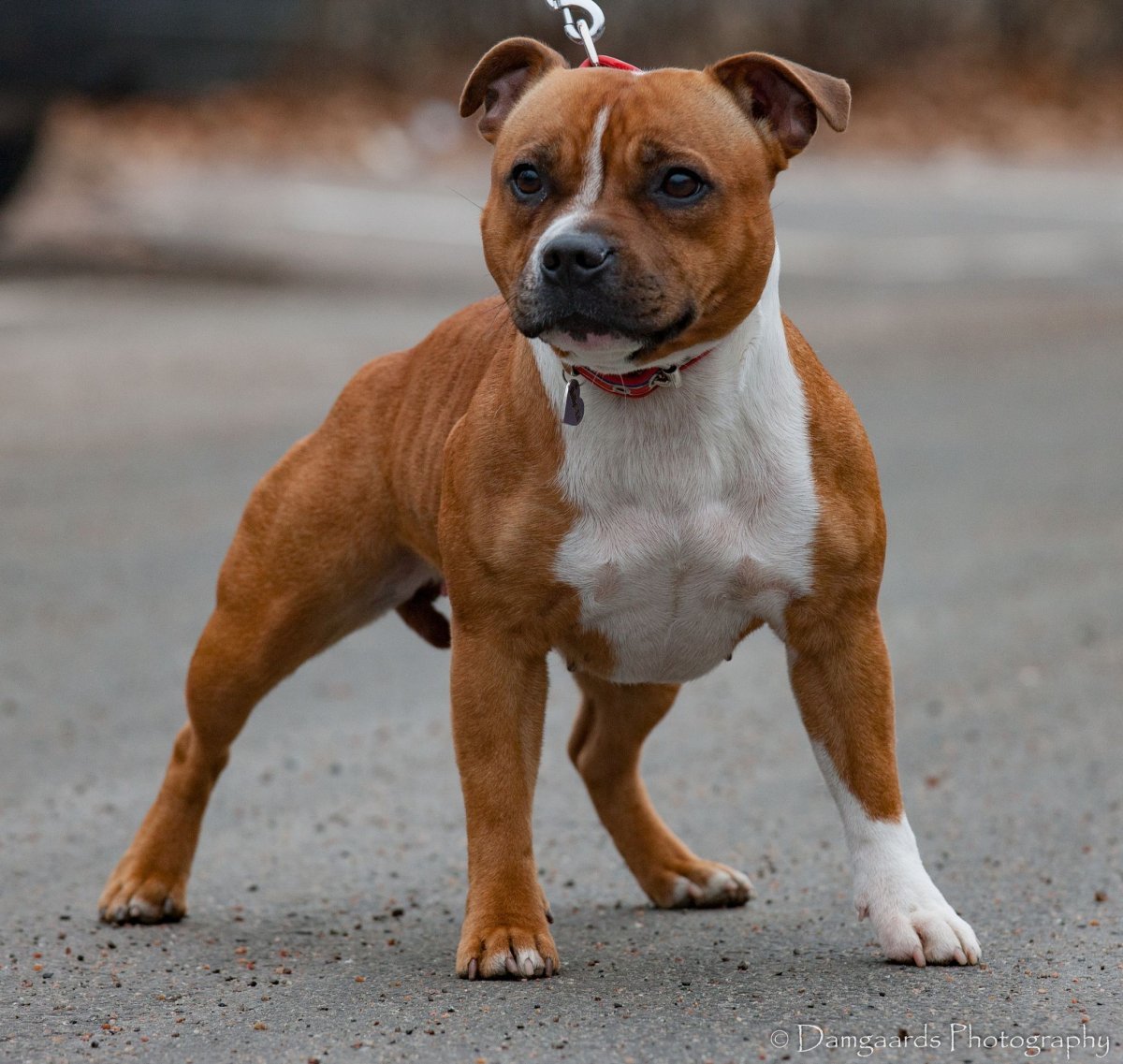 Стаффордширский бультерьер рыжий