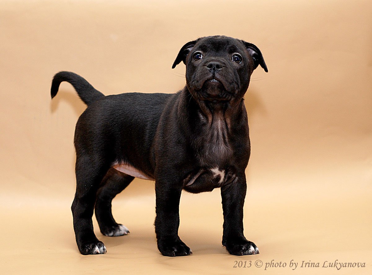 Стаффордширский бультерьер 2 месяца