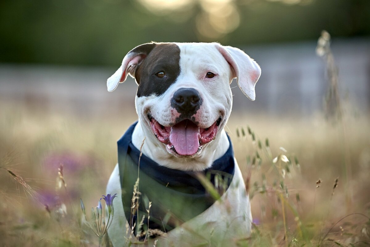 Стаффордширский бультерьер голубой