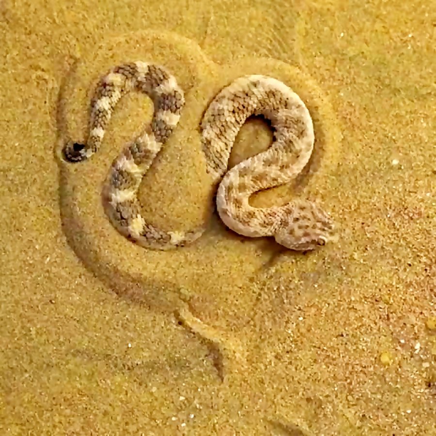 Змеи песка