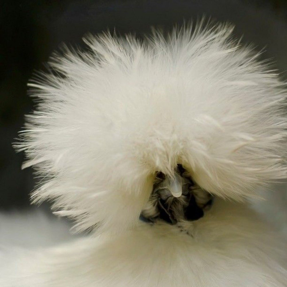 Китайская хохлатая пуховая курица