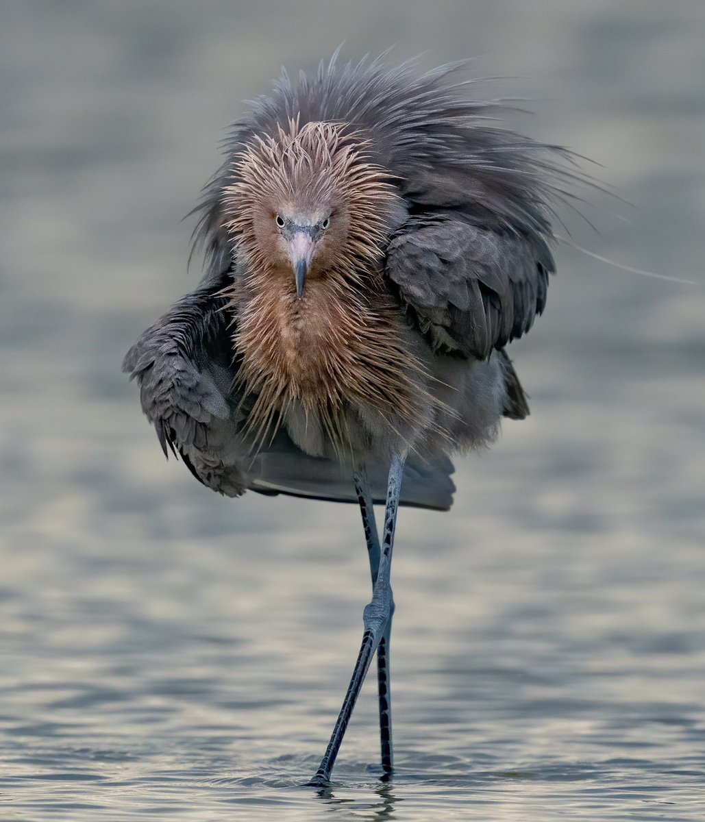 Reddish Egret птица