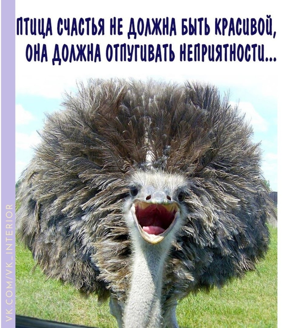 Пушистый страус