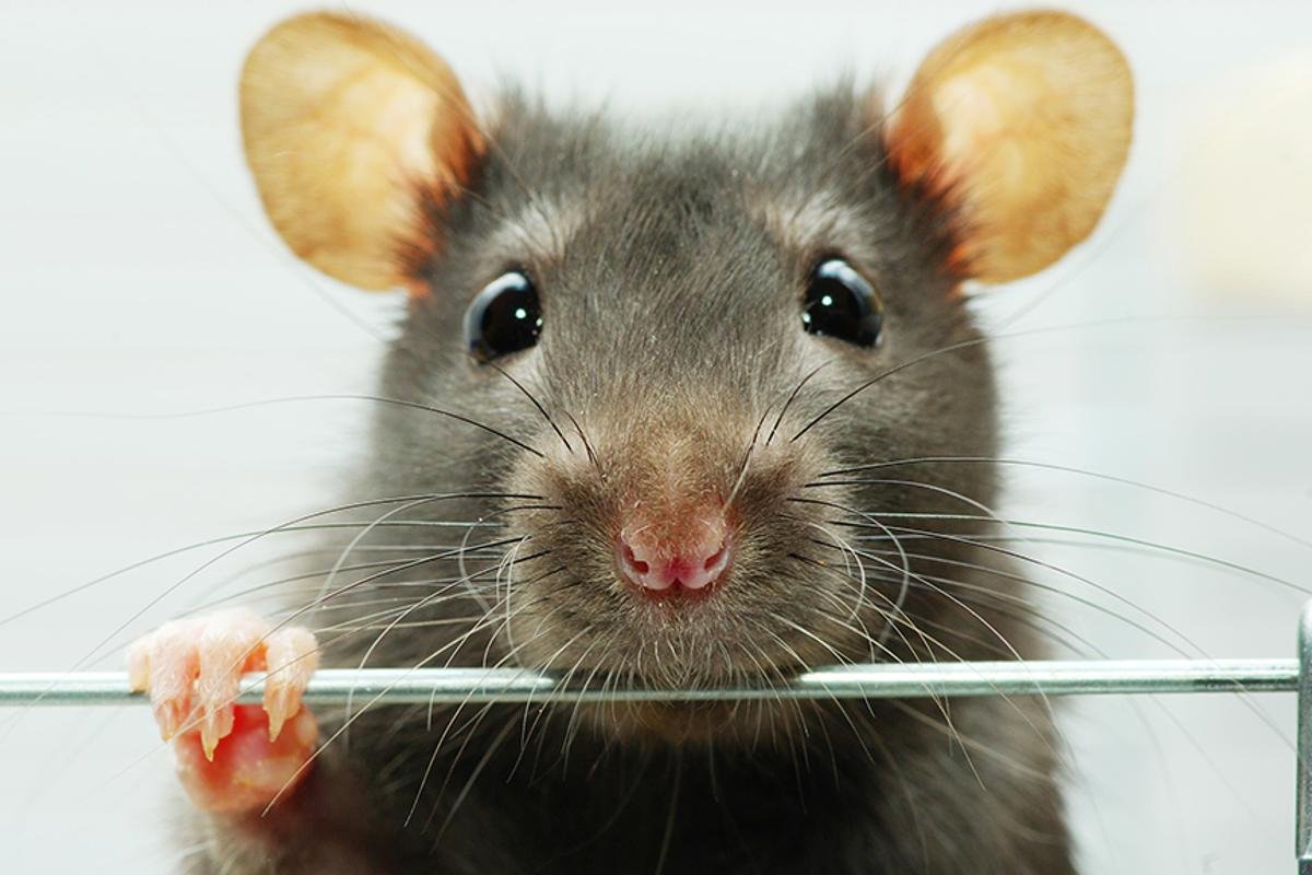 Смешные мышки