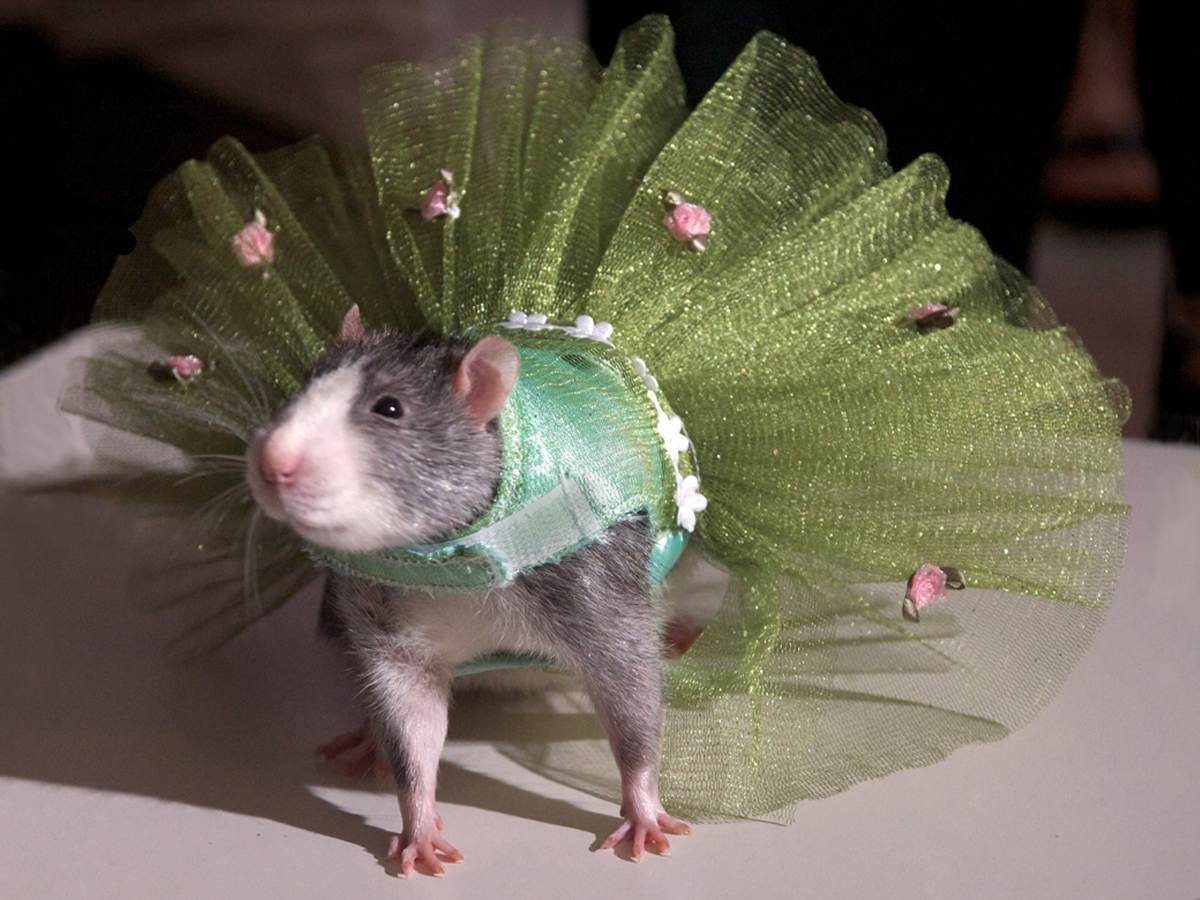 Зеленая крыса