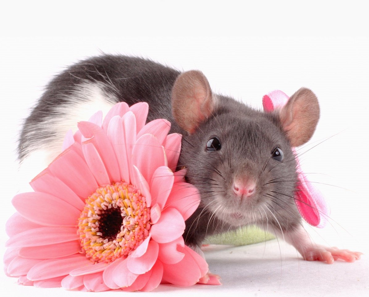 Гламурная крыса