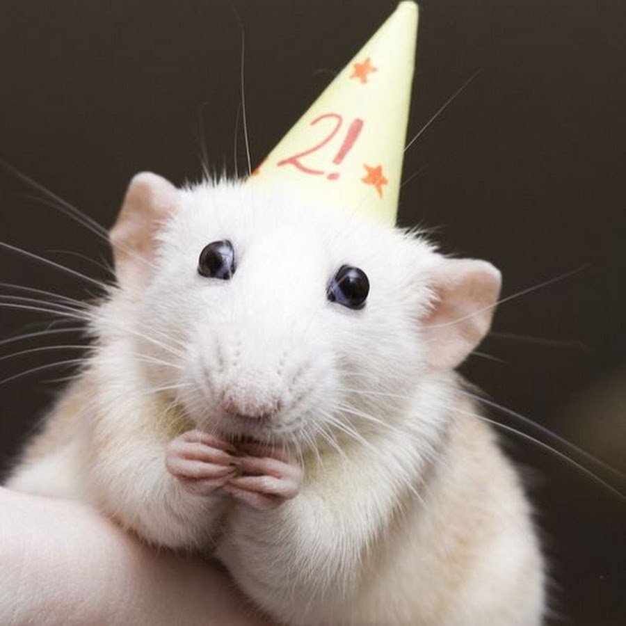 Милая крыса
