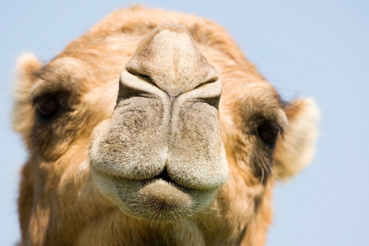 Смешной верблюд
