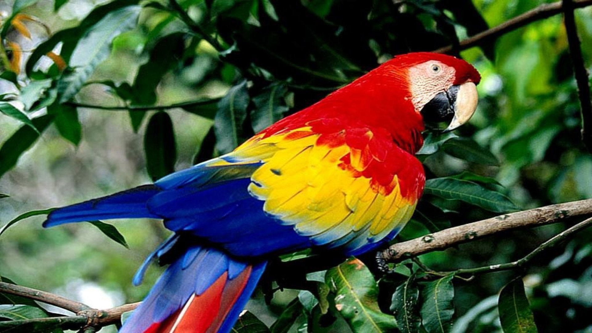 Род какаду в русском. Какаду и ара. Птицы попугаи ара. Попугай Какаду разноцветный. Райский плоскохвостый попугай.