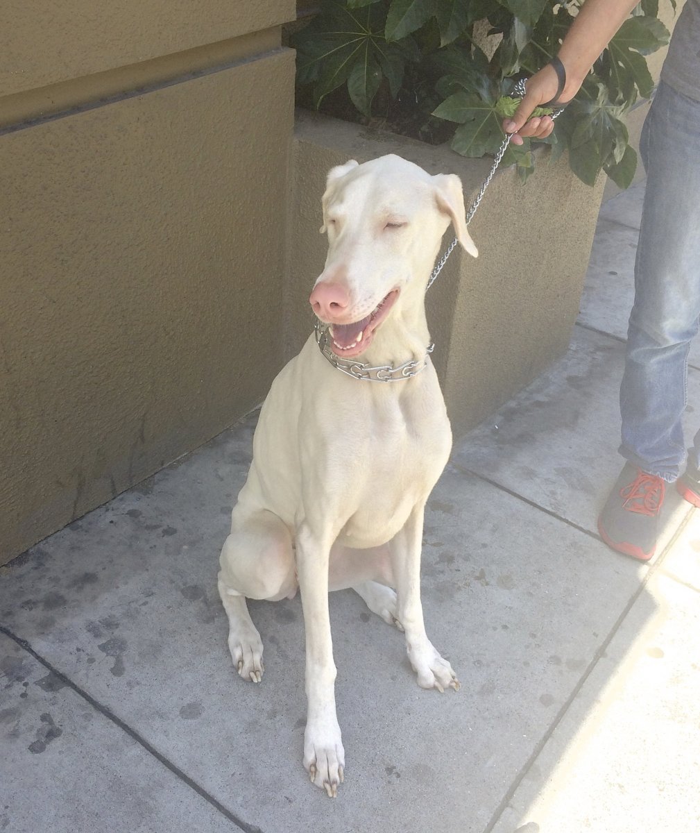 Доберман альбинос