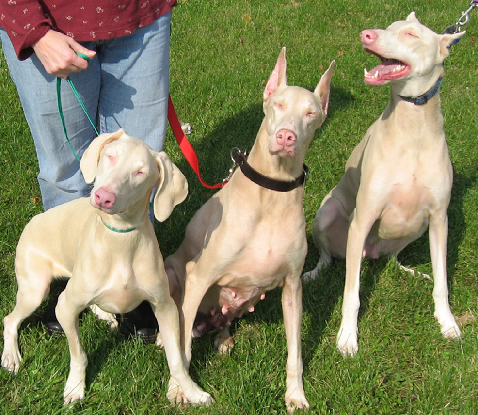 Доберман-пинчер альбинос