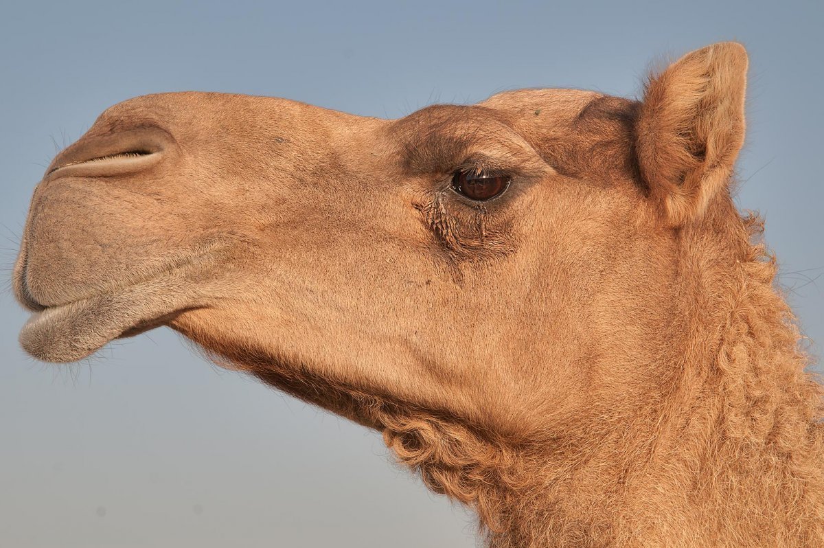 Пушистый верблюд