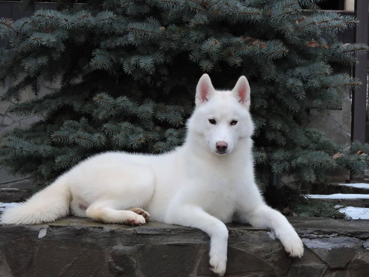 Питбуль изабелловый окрас