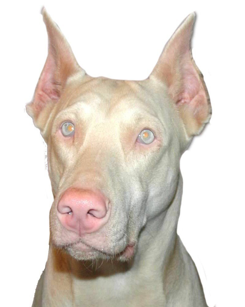 Доберман-пинчер альбинос