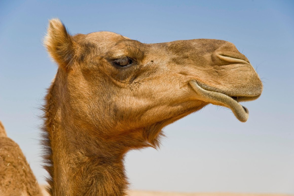 Голова верблюда