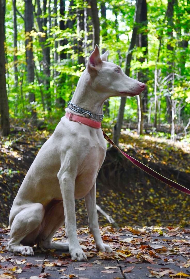 Голубой и изабелловый Доберман