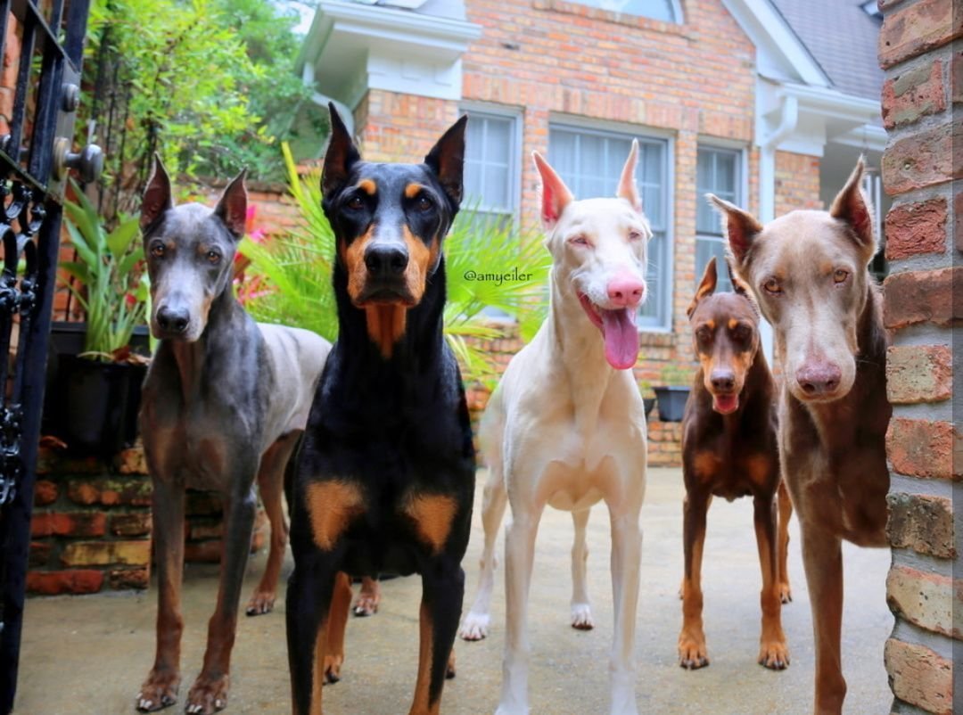 Доберман изабелловый окрас