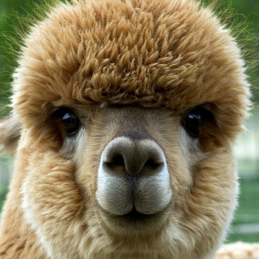 Верблюд самец