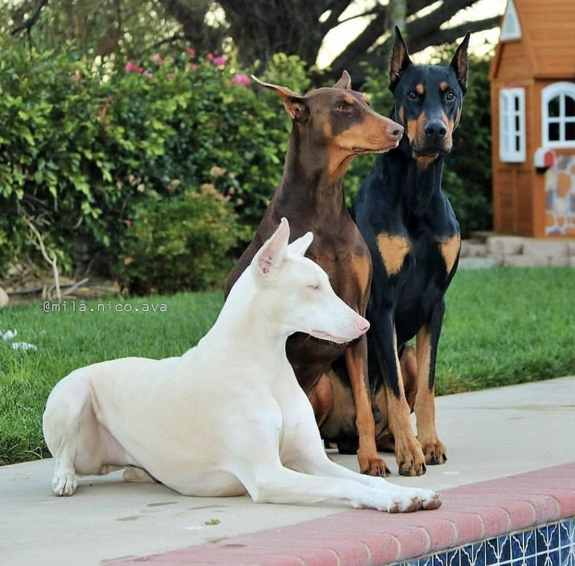 Доберман-пинчер альбинос