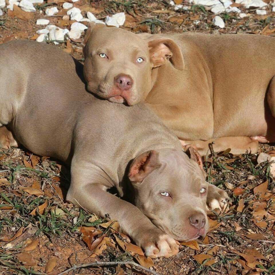 Питбуль изабеллового окраса