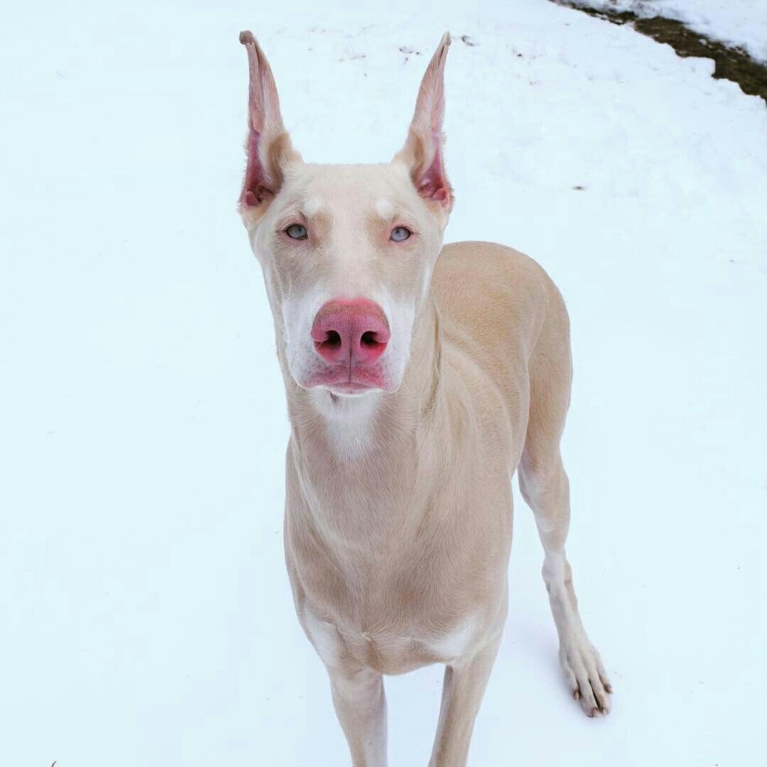 Изабелловый Доберман