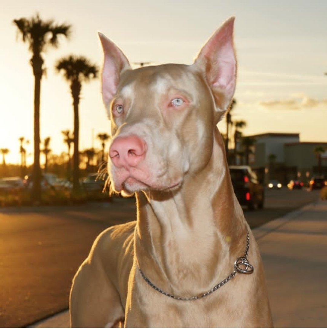 Доберман альбинос