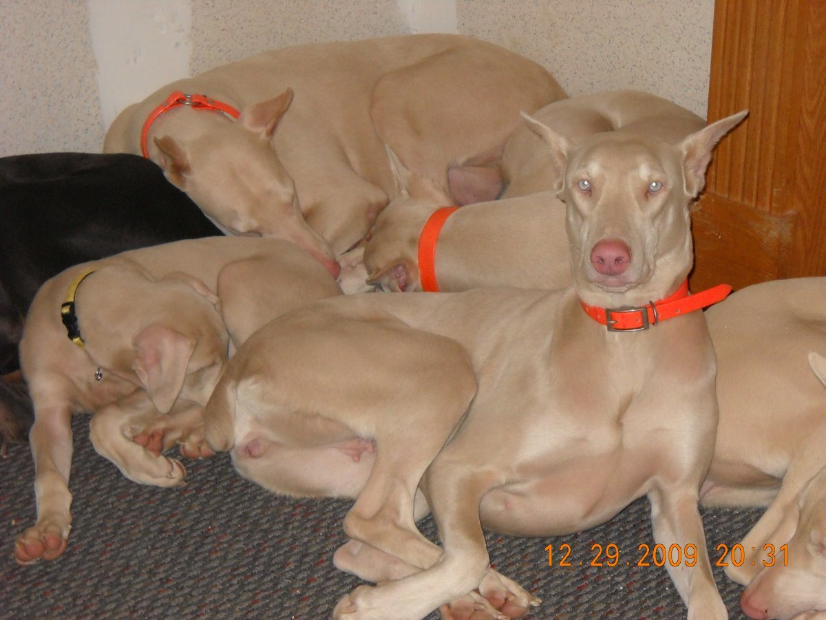 Изабелловый Доберман щенок