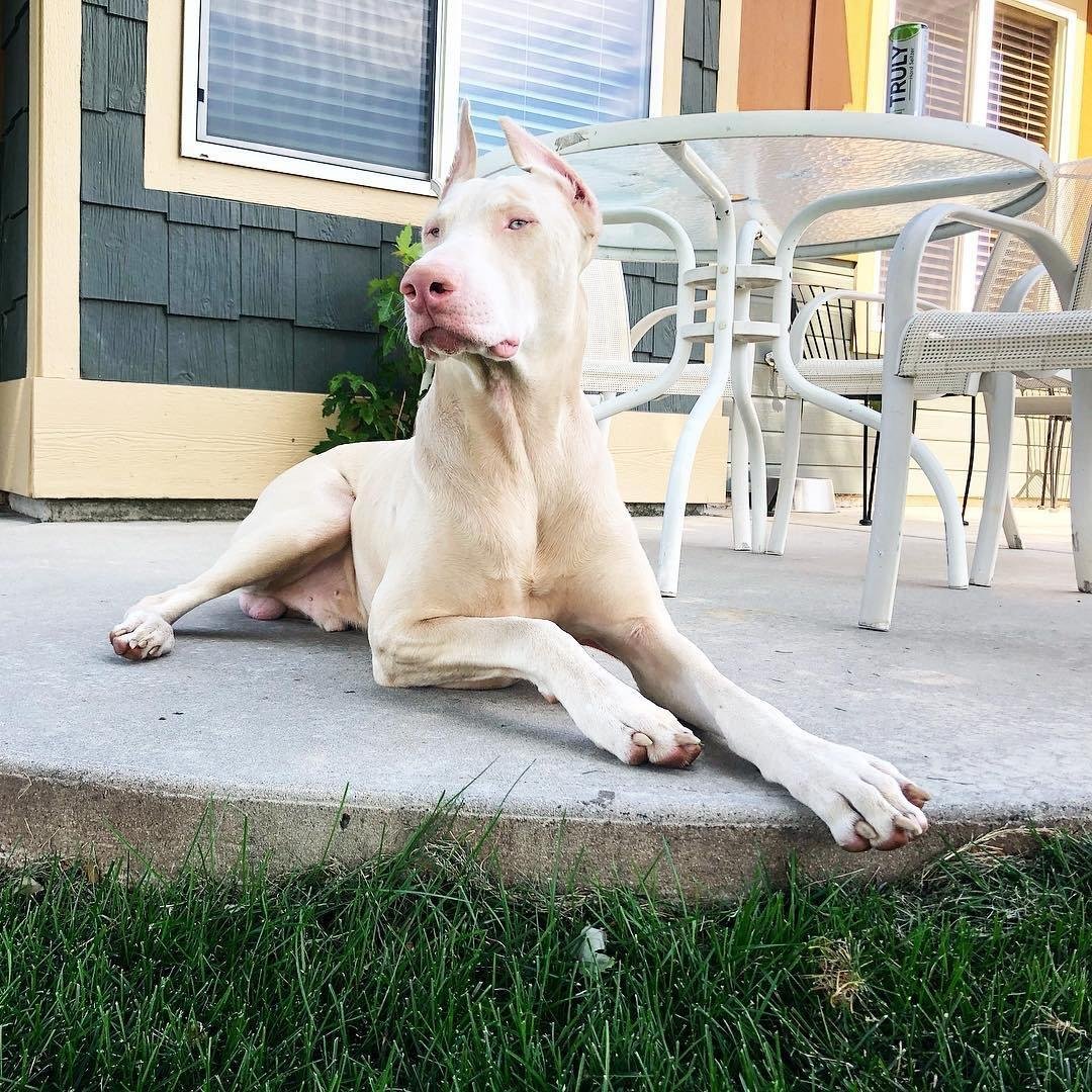 Бультерьер альбинос