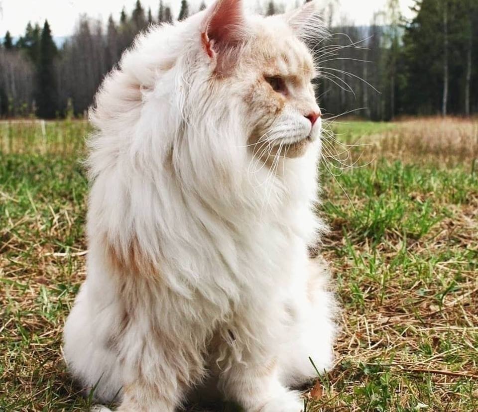 Кот Мейн кун Лотус