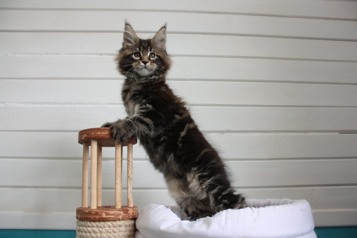 Дрессировка Мейн куна