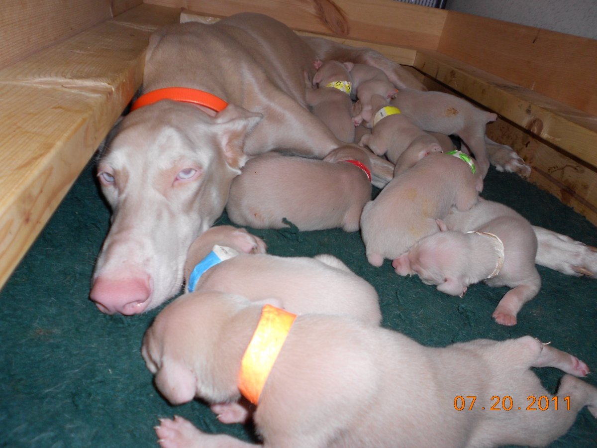 Доберман маленький белый