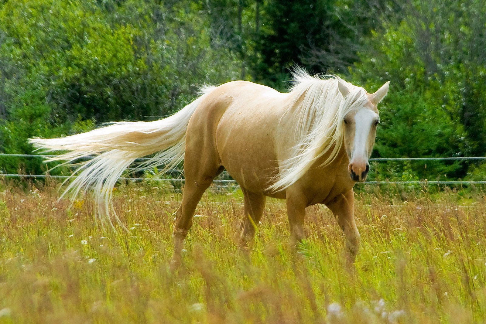 Желтая лошадка. Паломино Андалуз. Андалузская Соловая. Паломино лошадь. Лошадь с длинной гривой.
