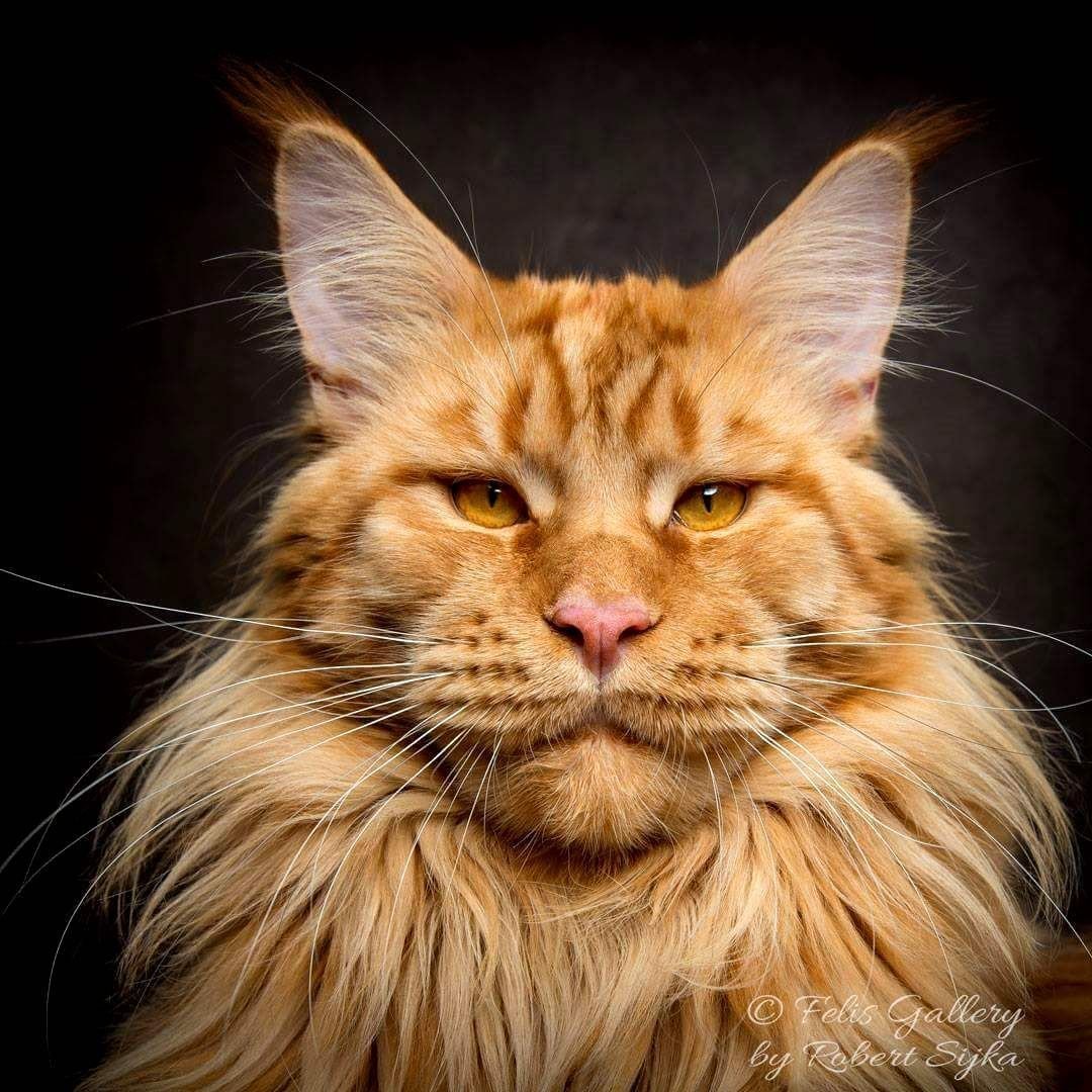 Американский Мейн кун