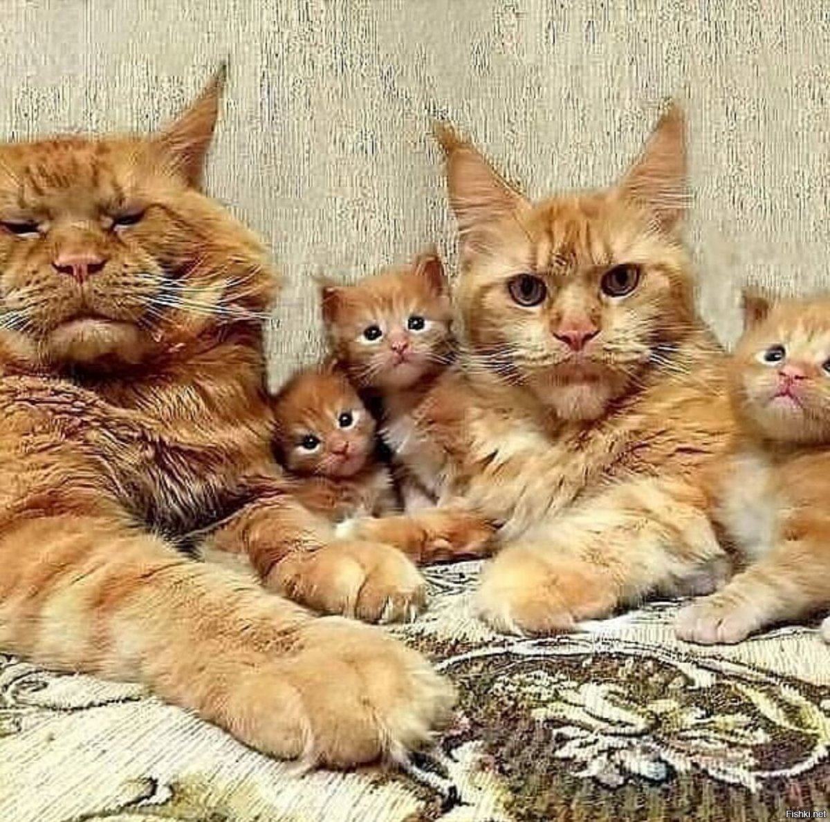 Порода кошек похожая на человека