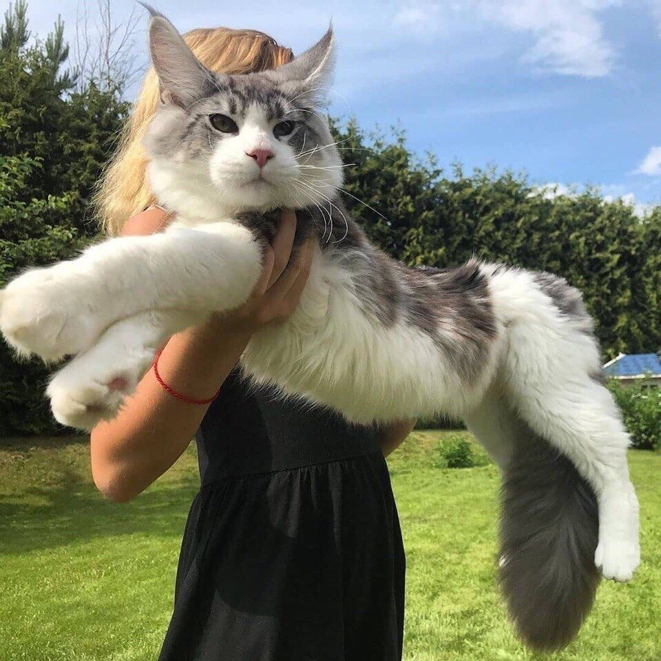 Мейн кун на руках