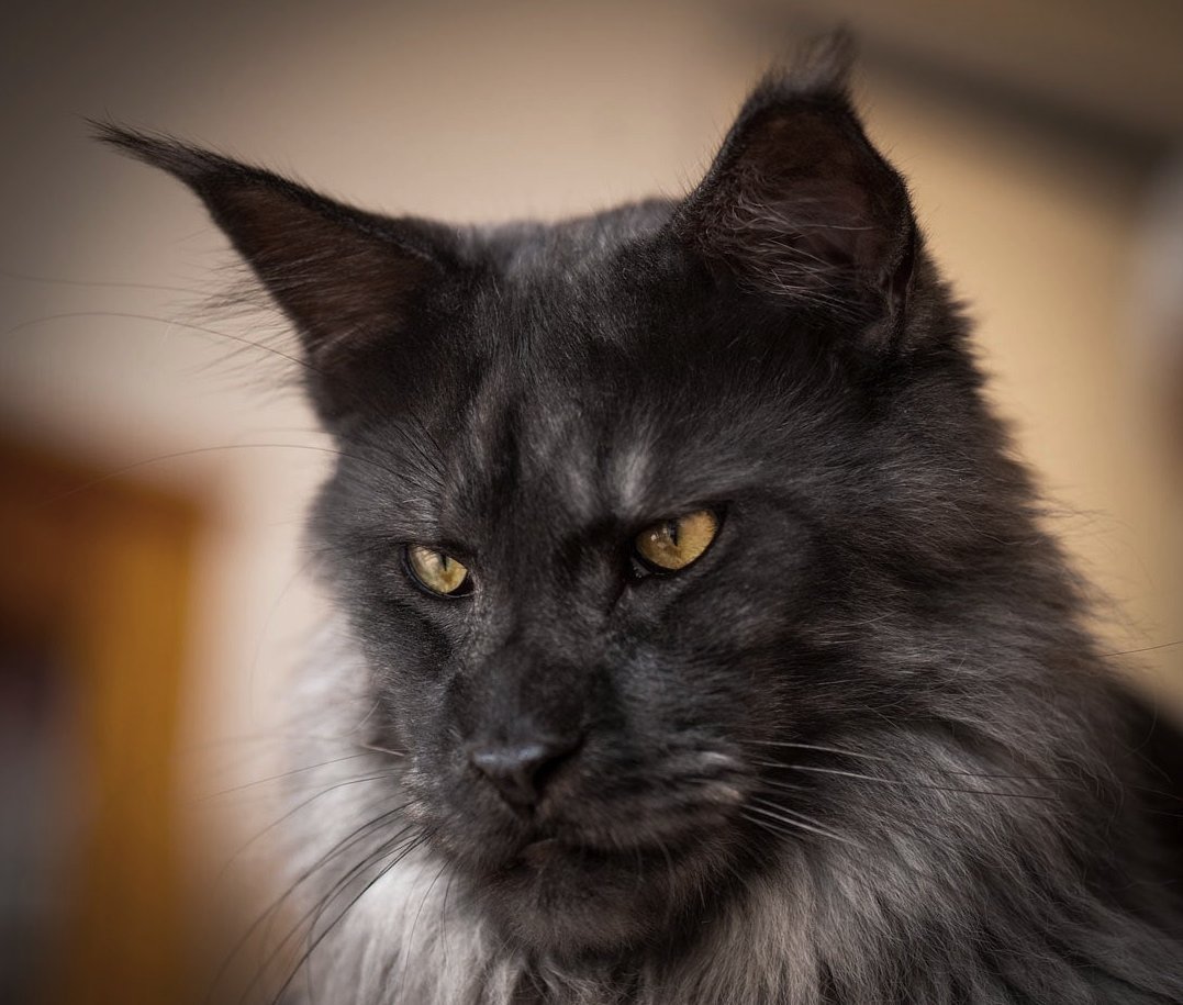 Мейн кун рекс