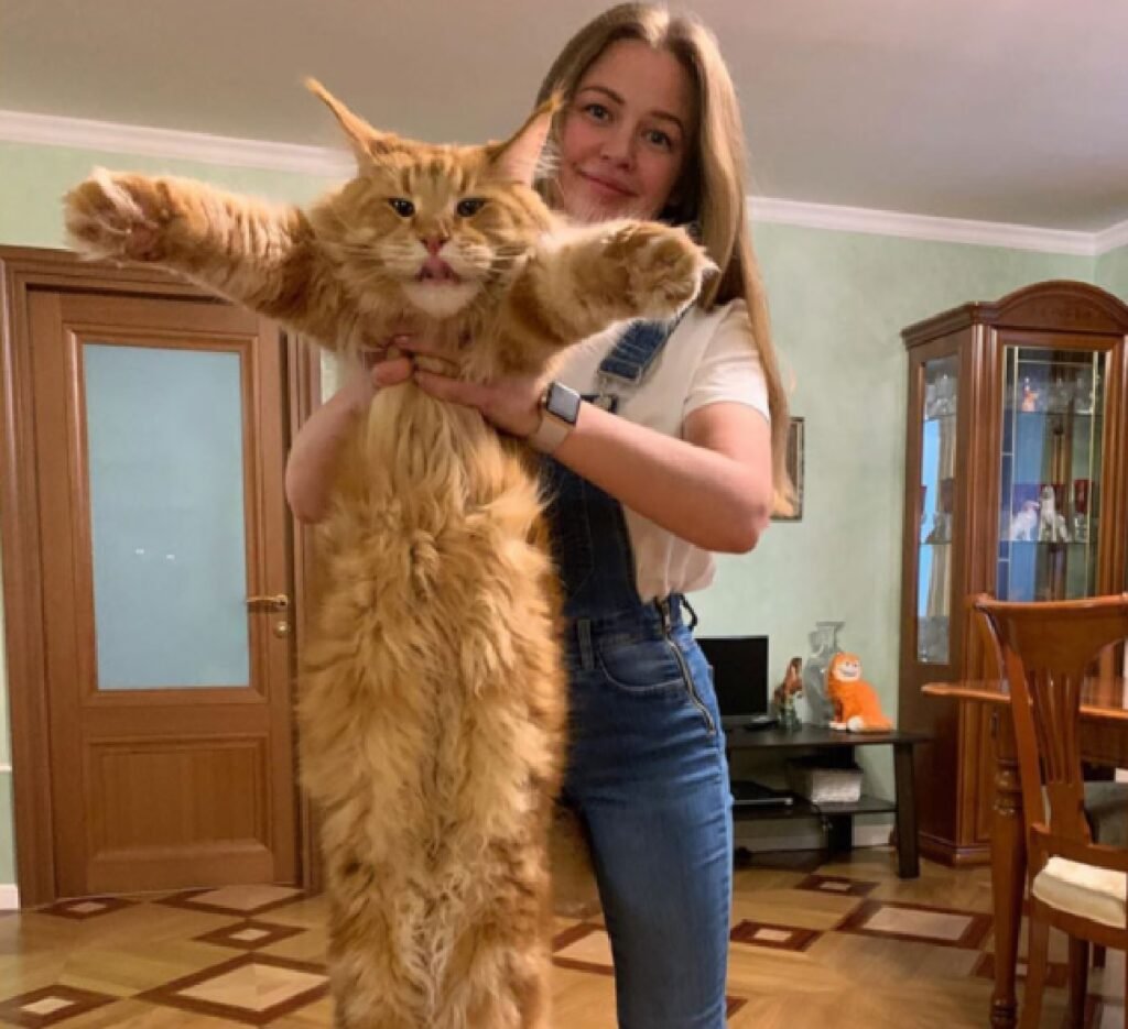 Норвежский Лесной кот