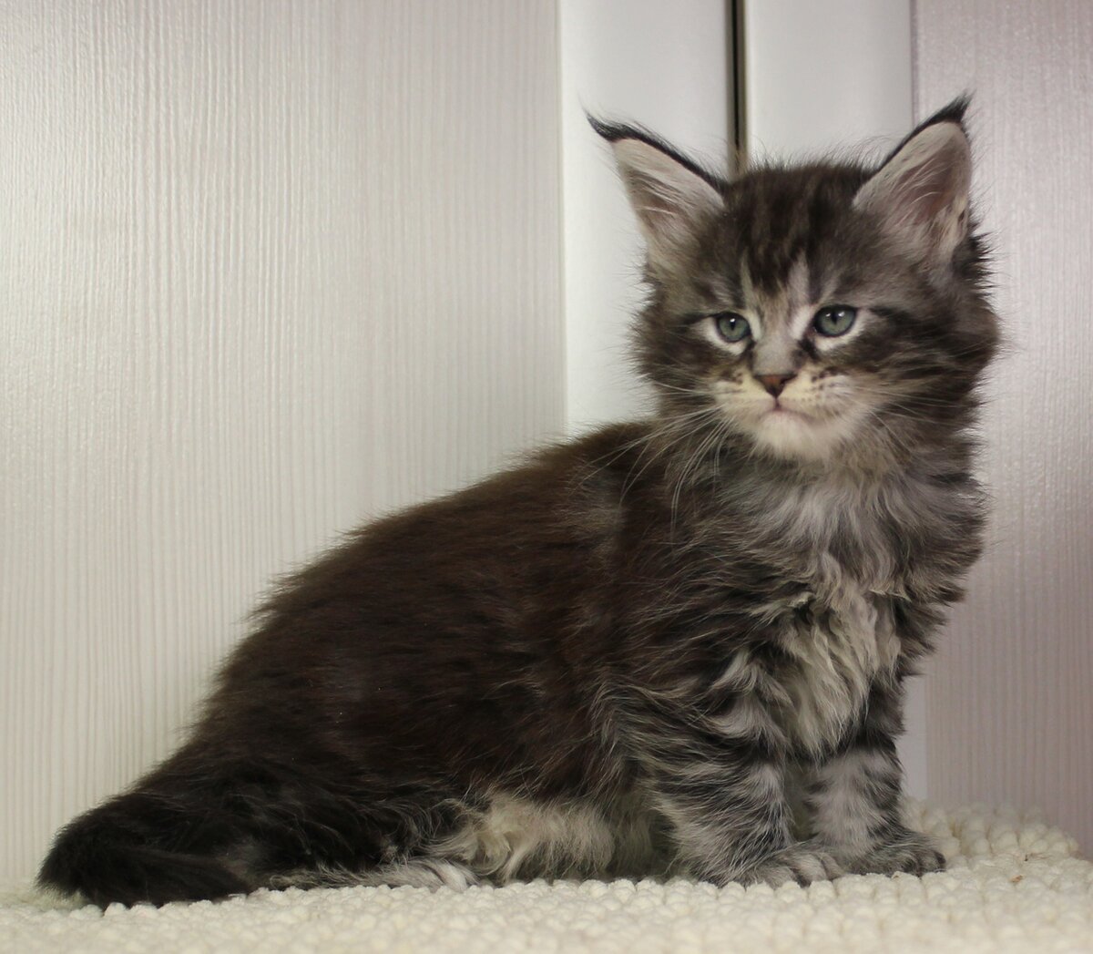 Мейн кун рекс