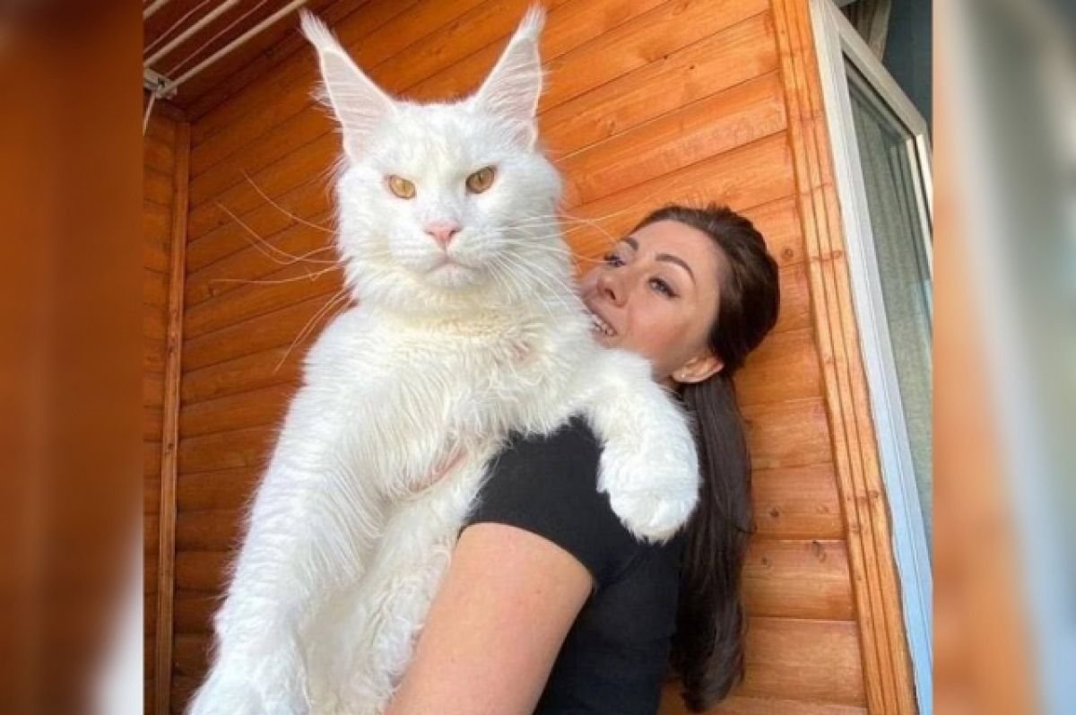 Мейн-кун по кличке кефир