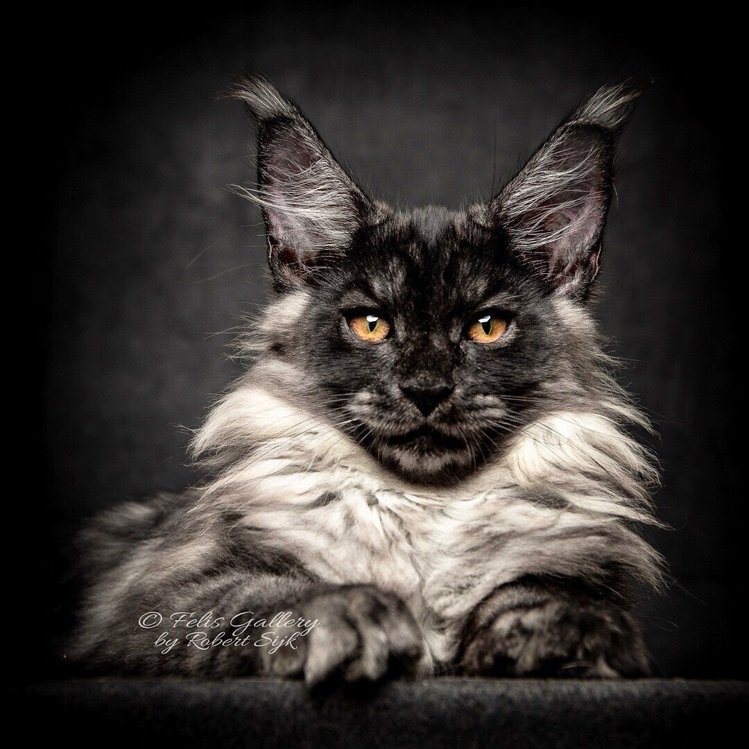 Кот Мейн кун злой