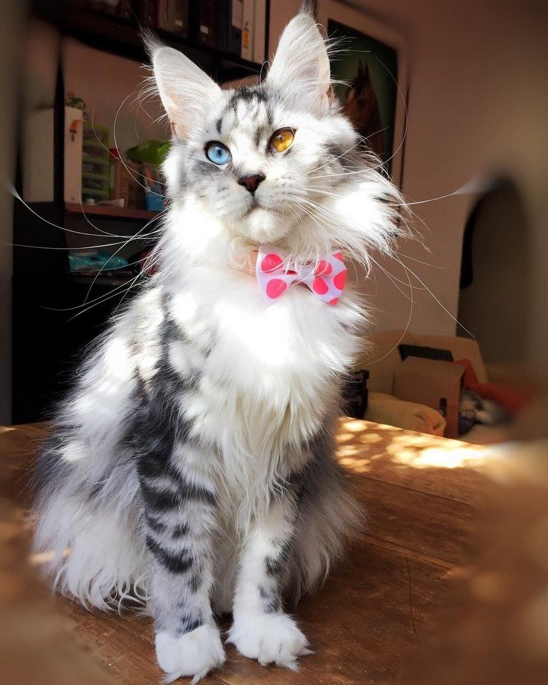 Кот Мейн кун