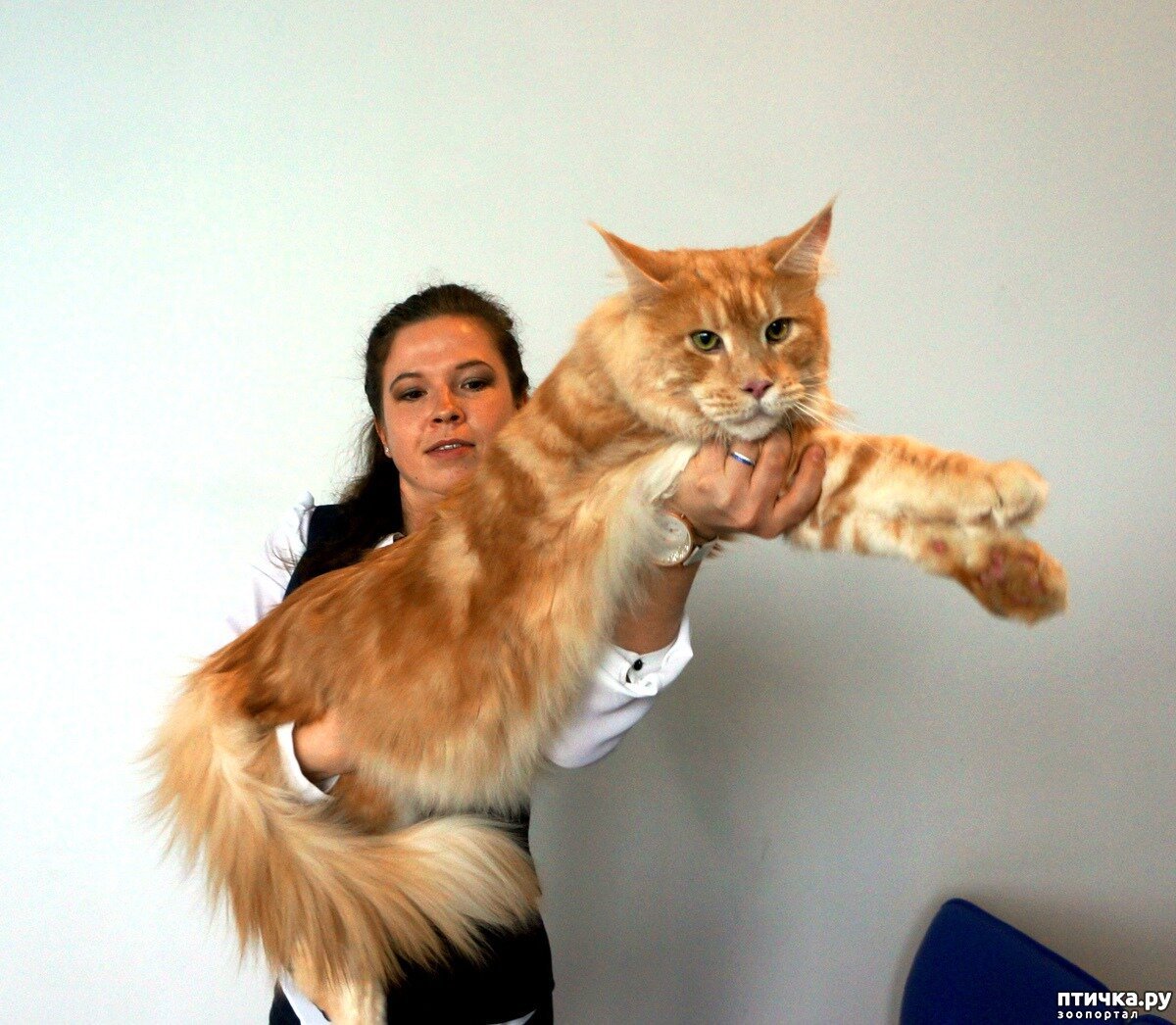 Рыжий кот Мейн кун с человеком