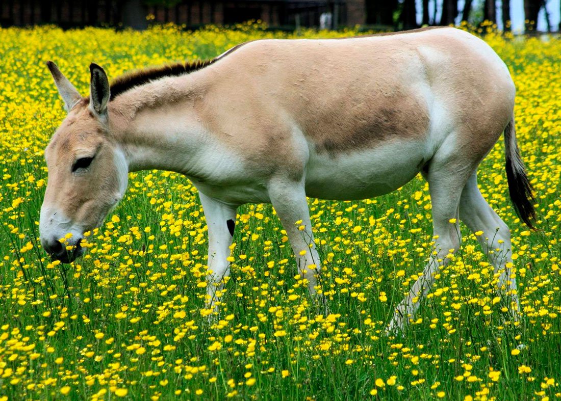 Лошади Мустанги степей Южной Америки