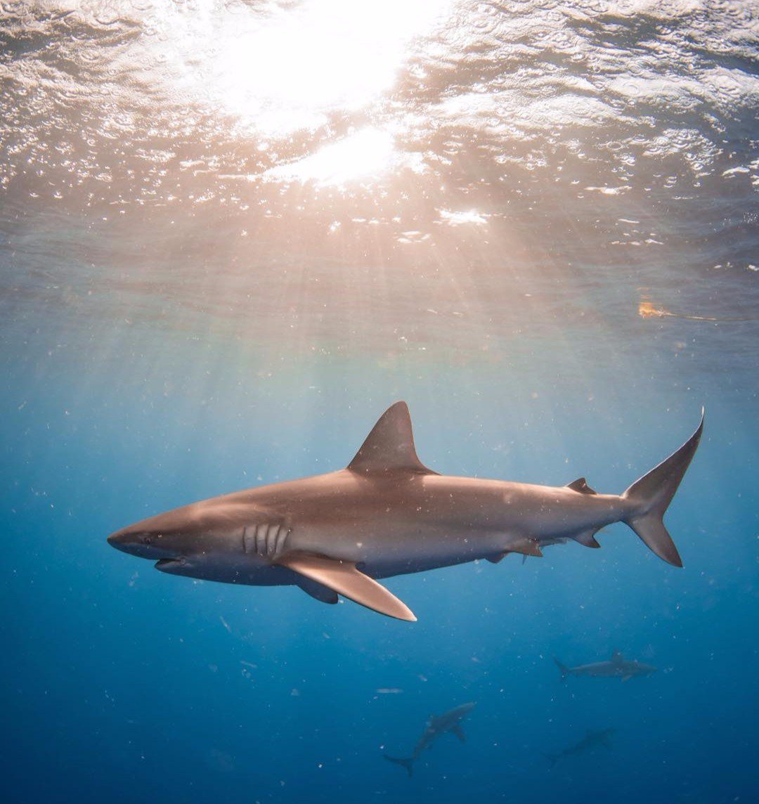 Рифовая акула