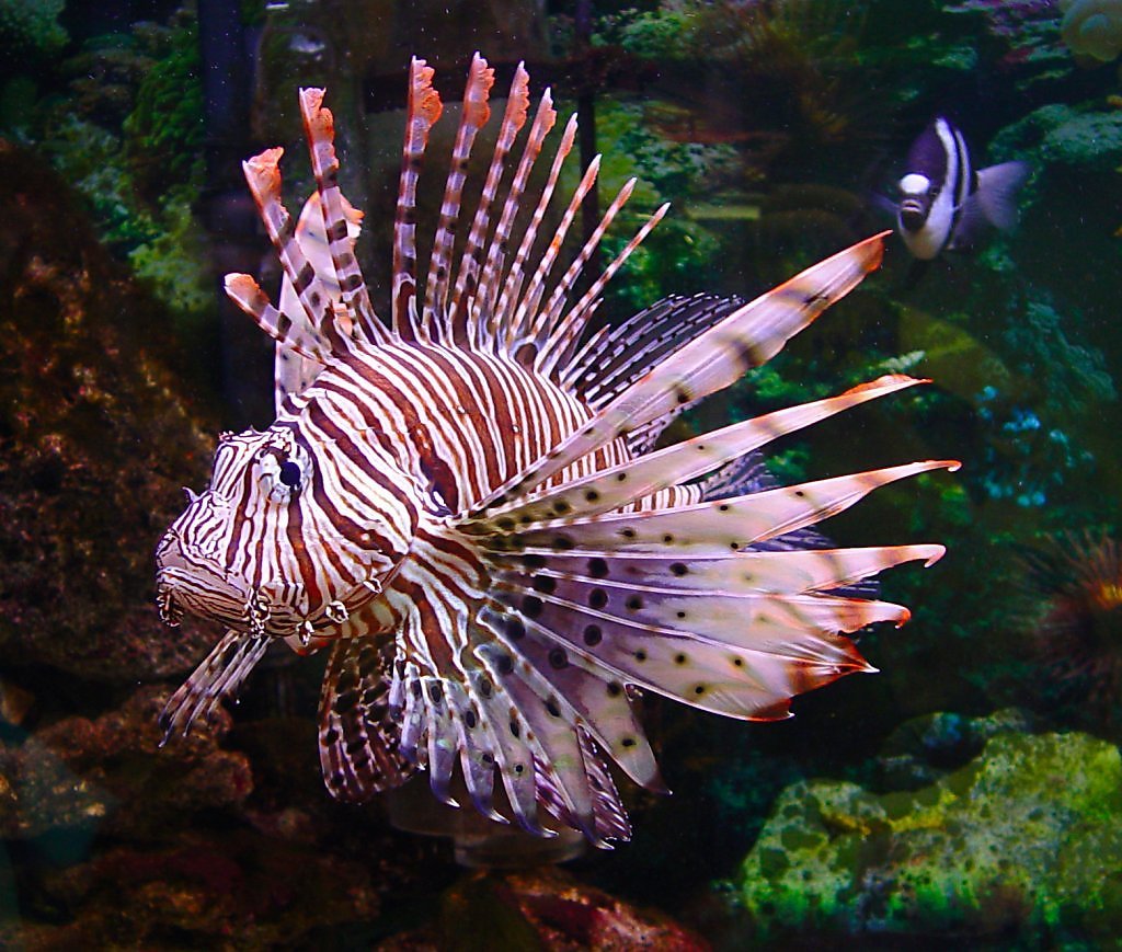 Pterois antennata