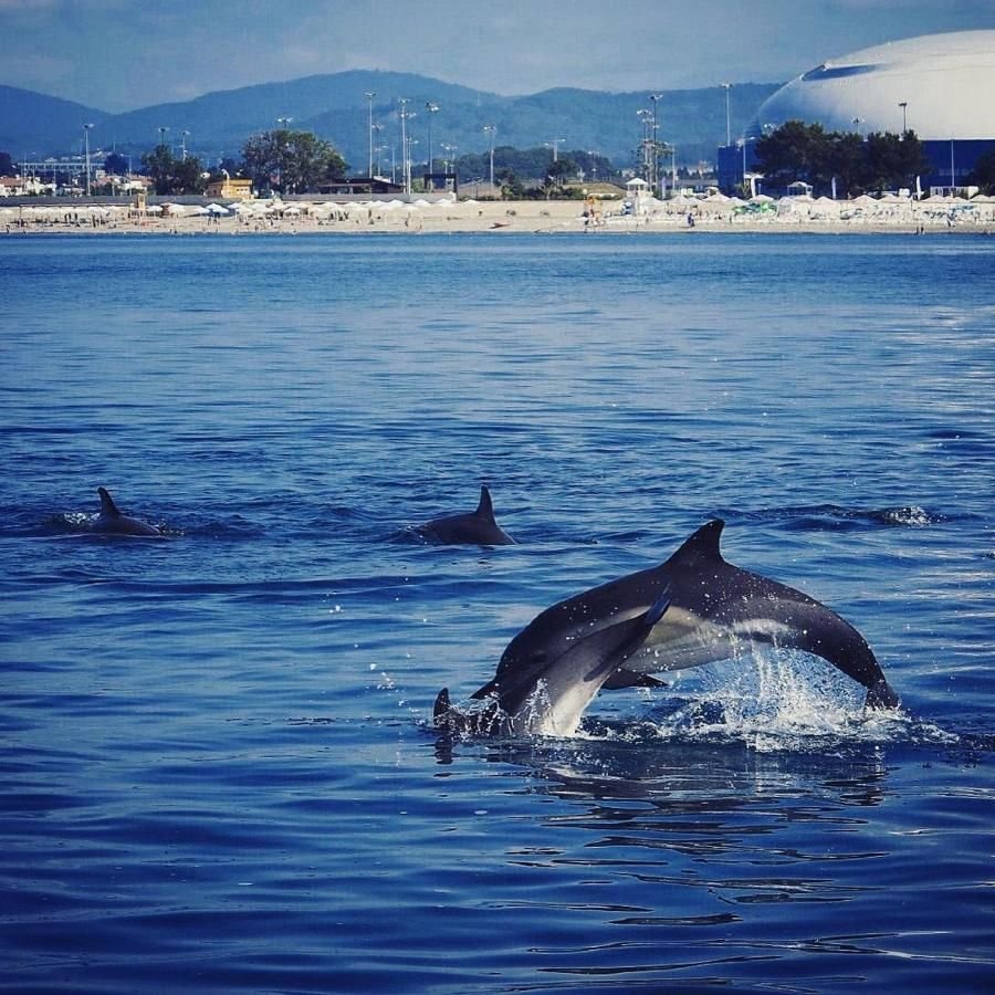 Дельфины в черном море Сочи