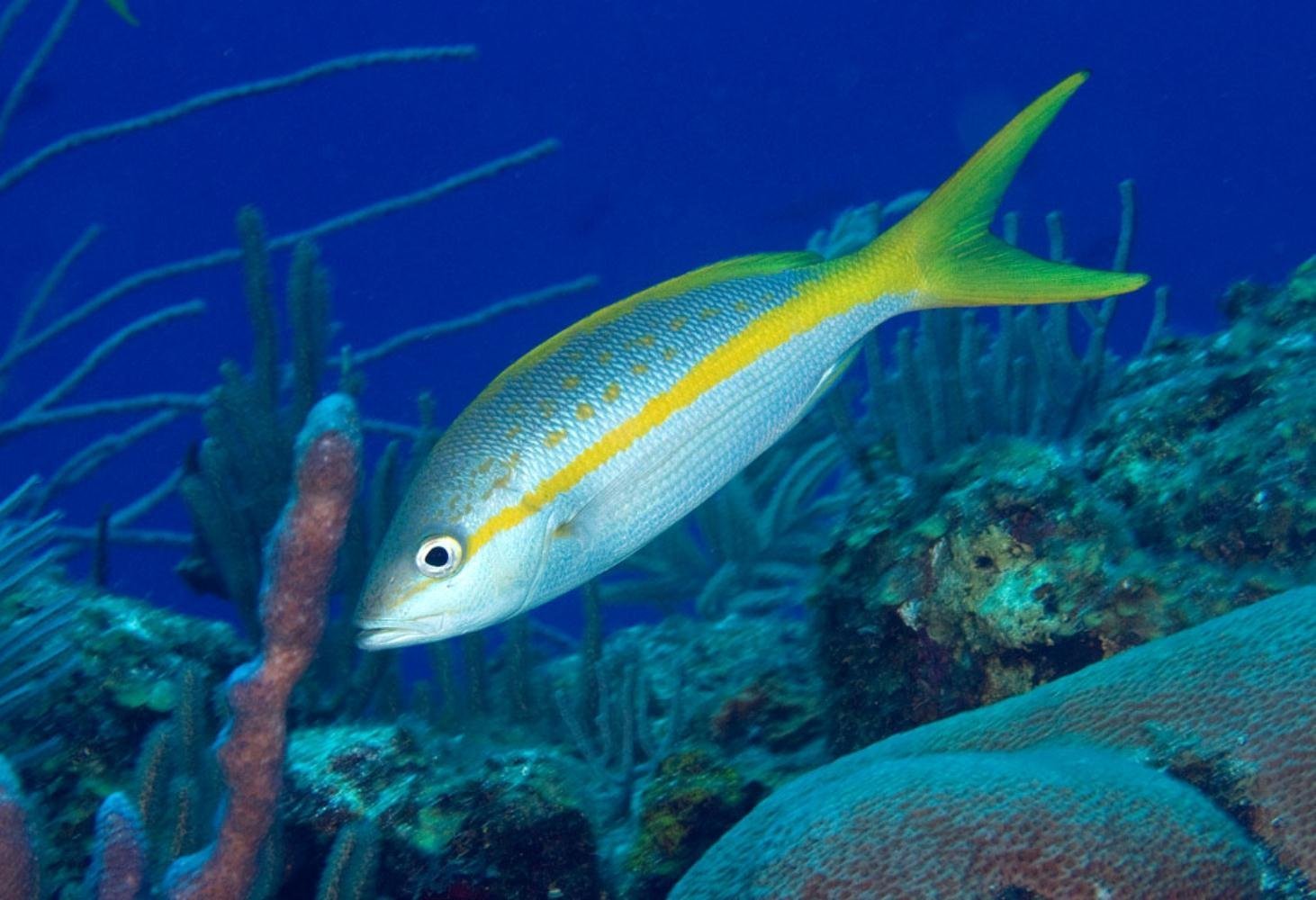 Рыба вые. Йеллоу Тейл рыбка. Рыба желтохвостый луциан. Бычковые окунеобразные. Желтохвостый СНЕППЕР.
