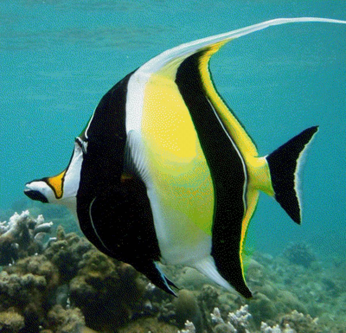 Moorish Idol рыба