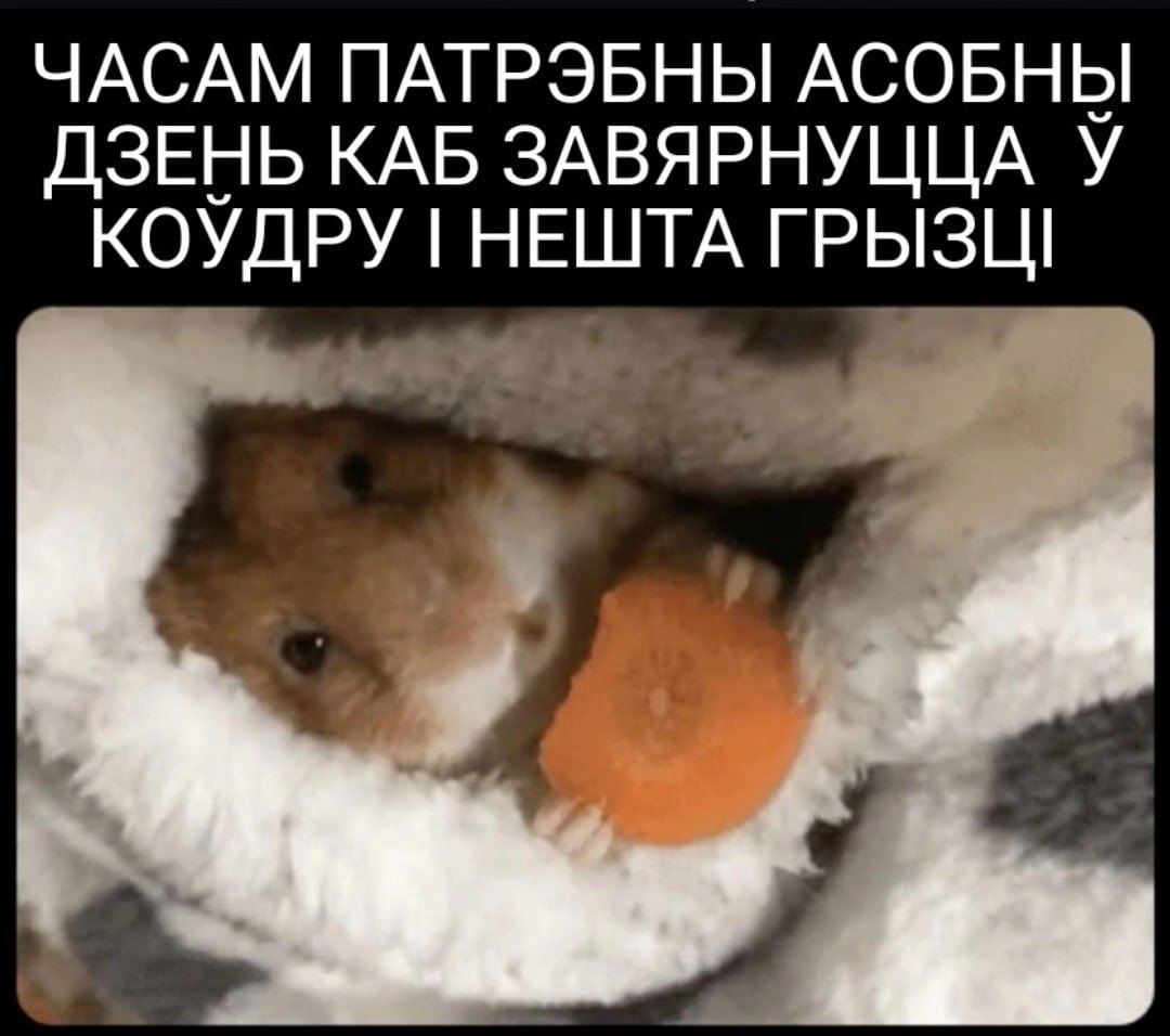 Морская Свинка спит