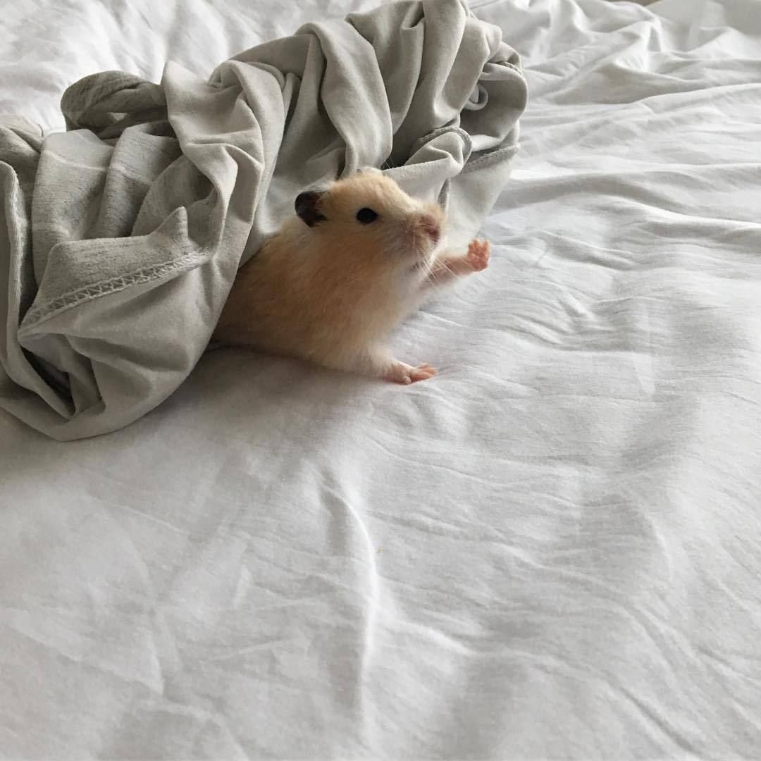 Джунгарики шиншилла